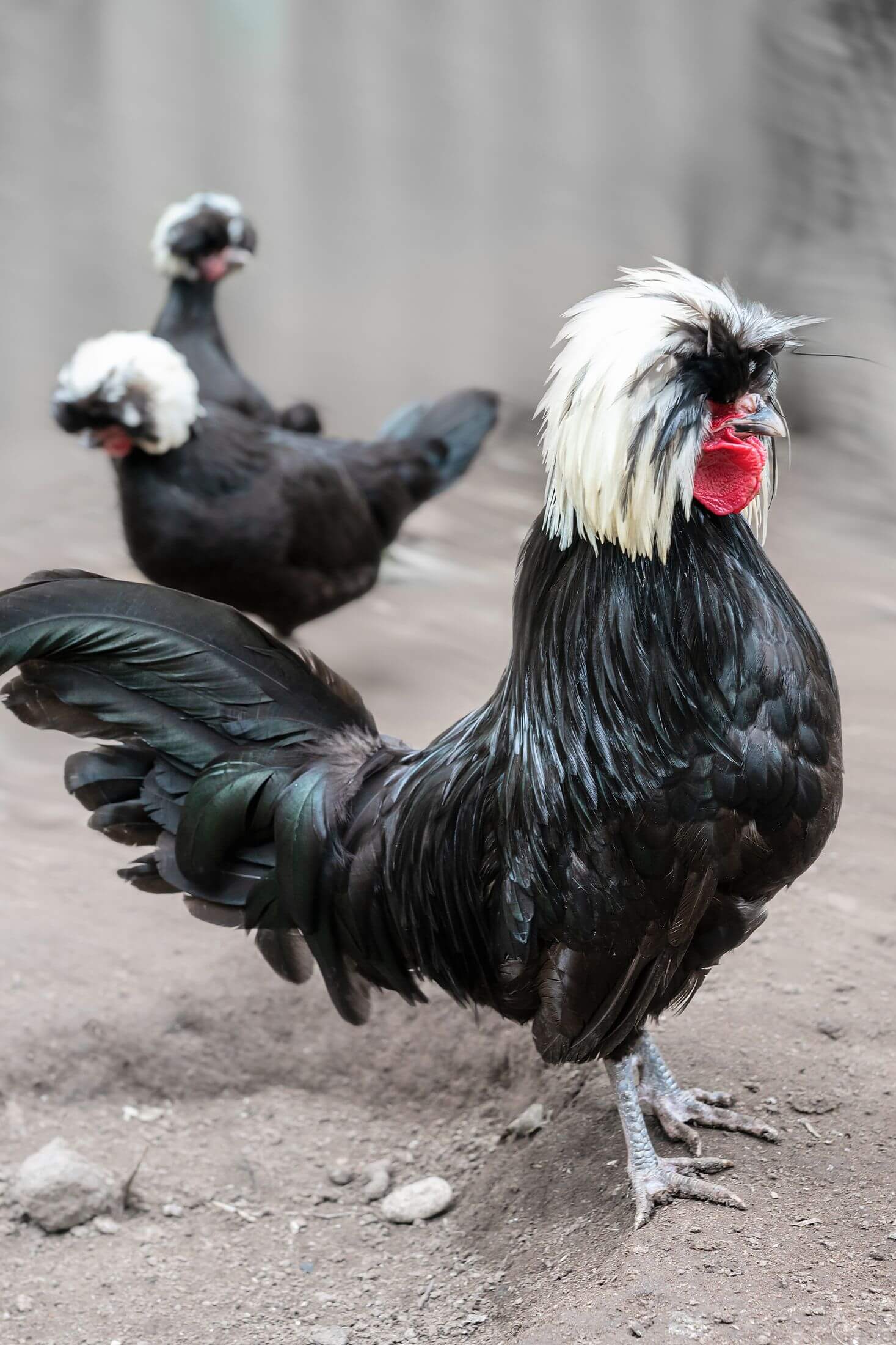 White crested black polish rooster and hens. 