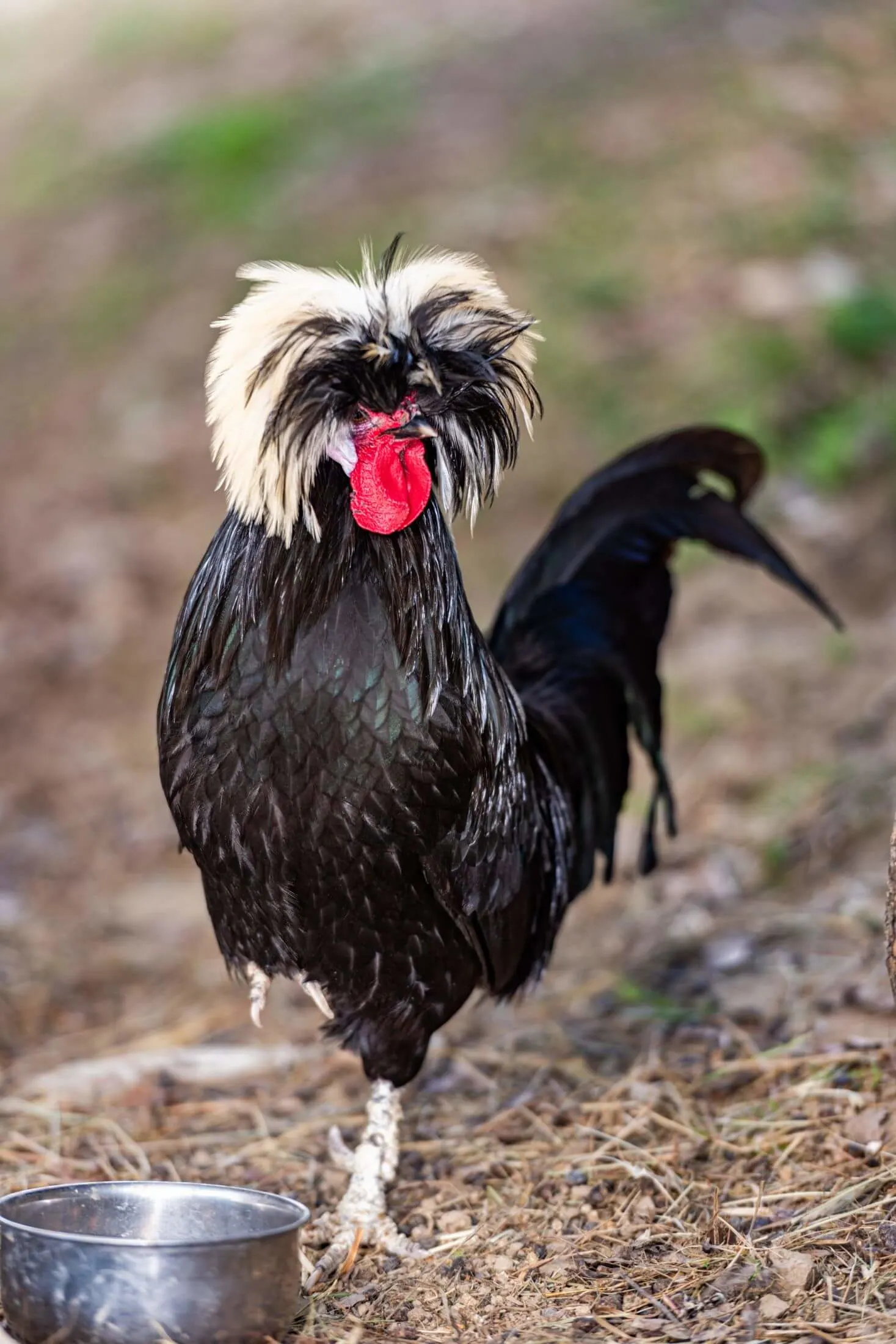 White crested black polish rooster. 