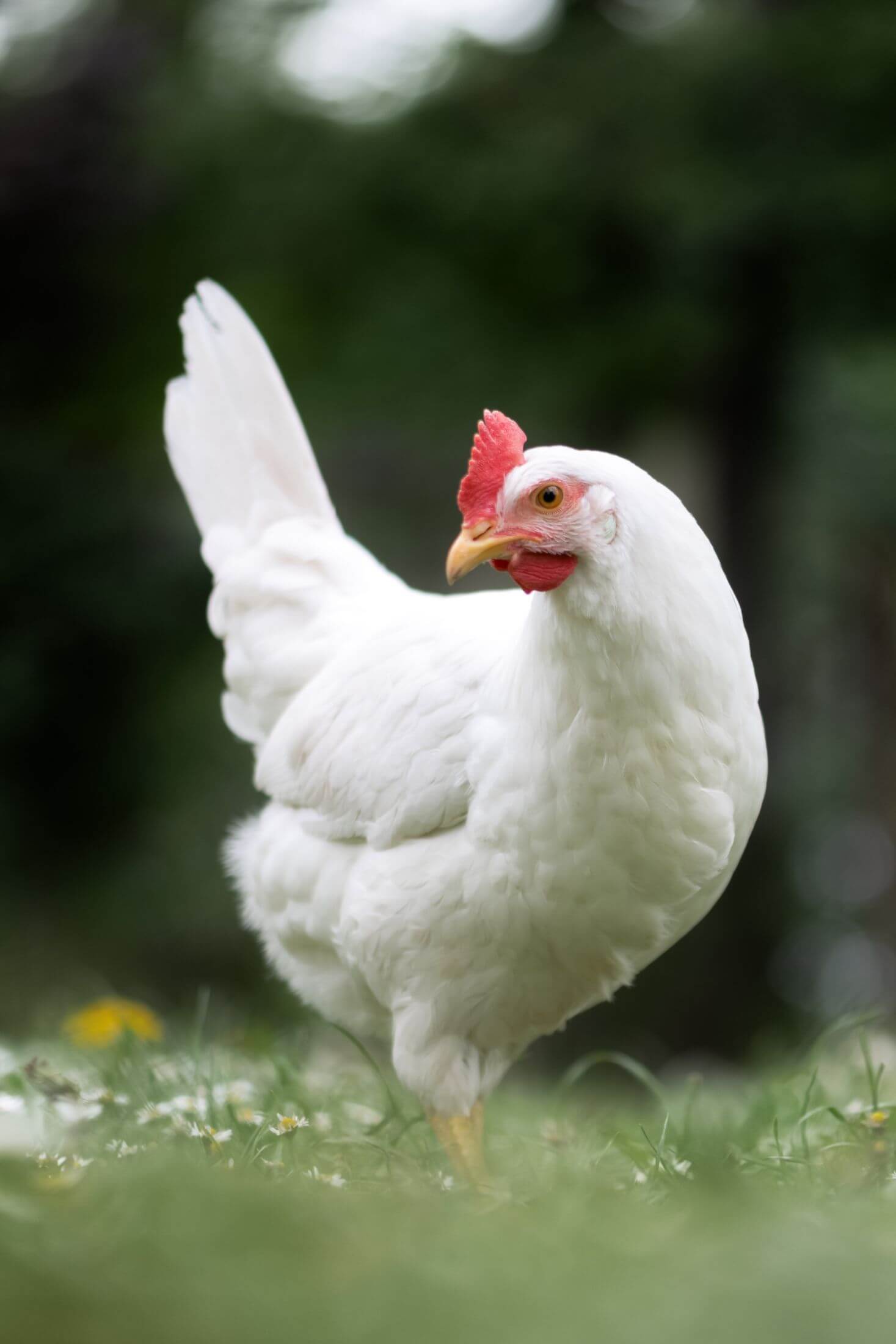 White leghorn hen. 