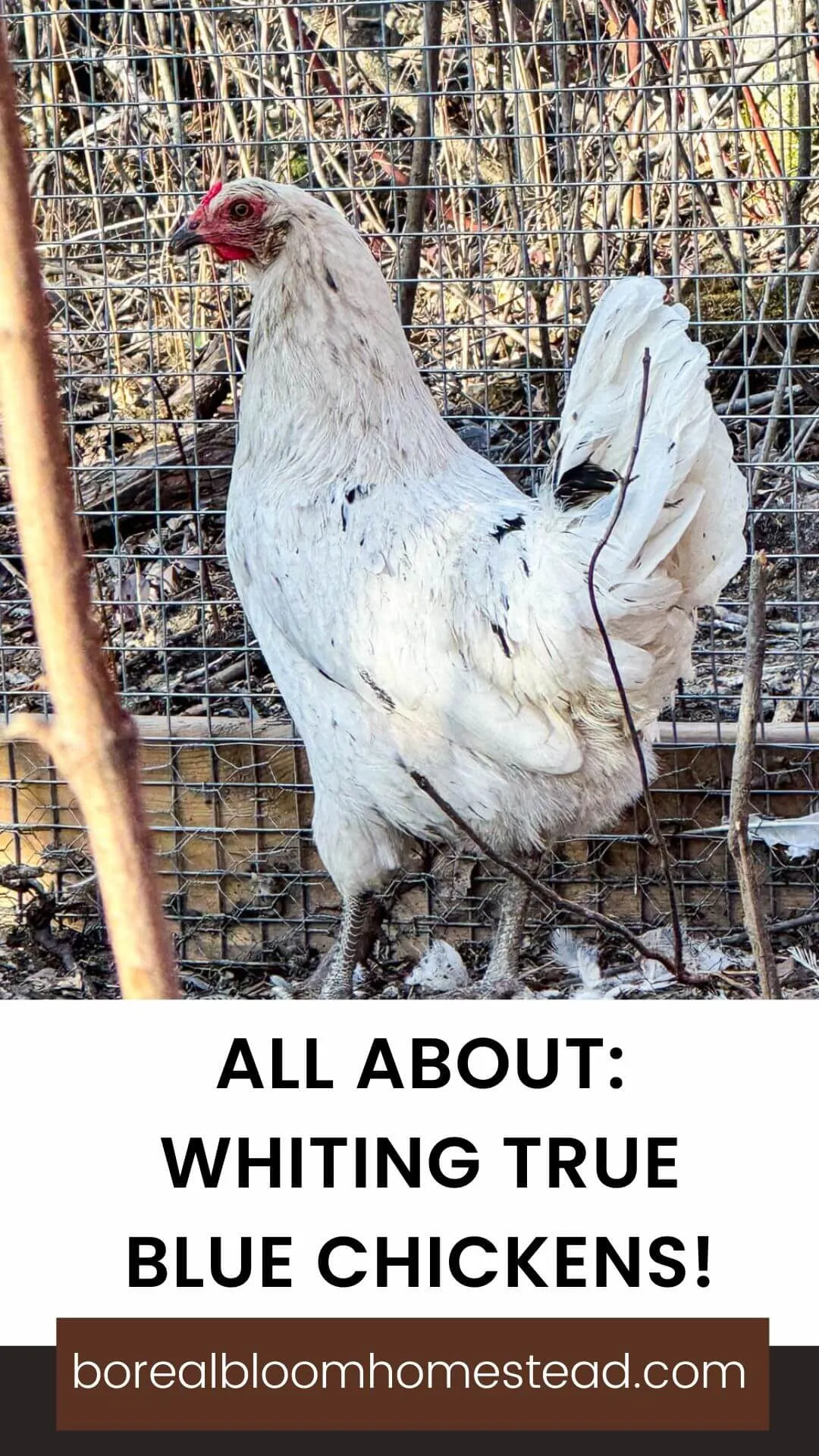 Chicken wiht text overlay : all about whiting true blue chickens. 