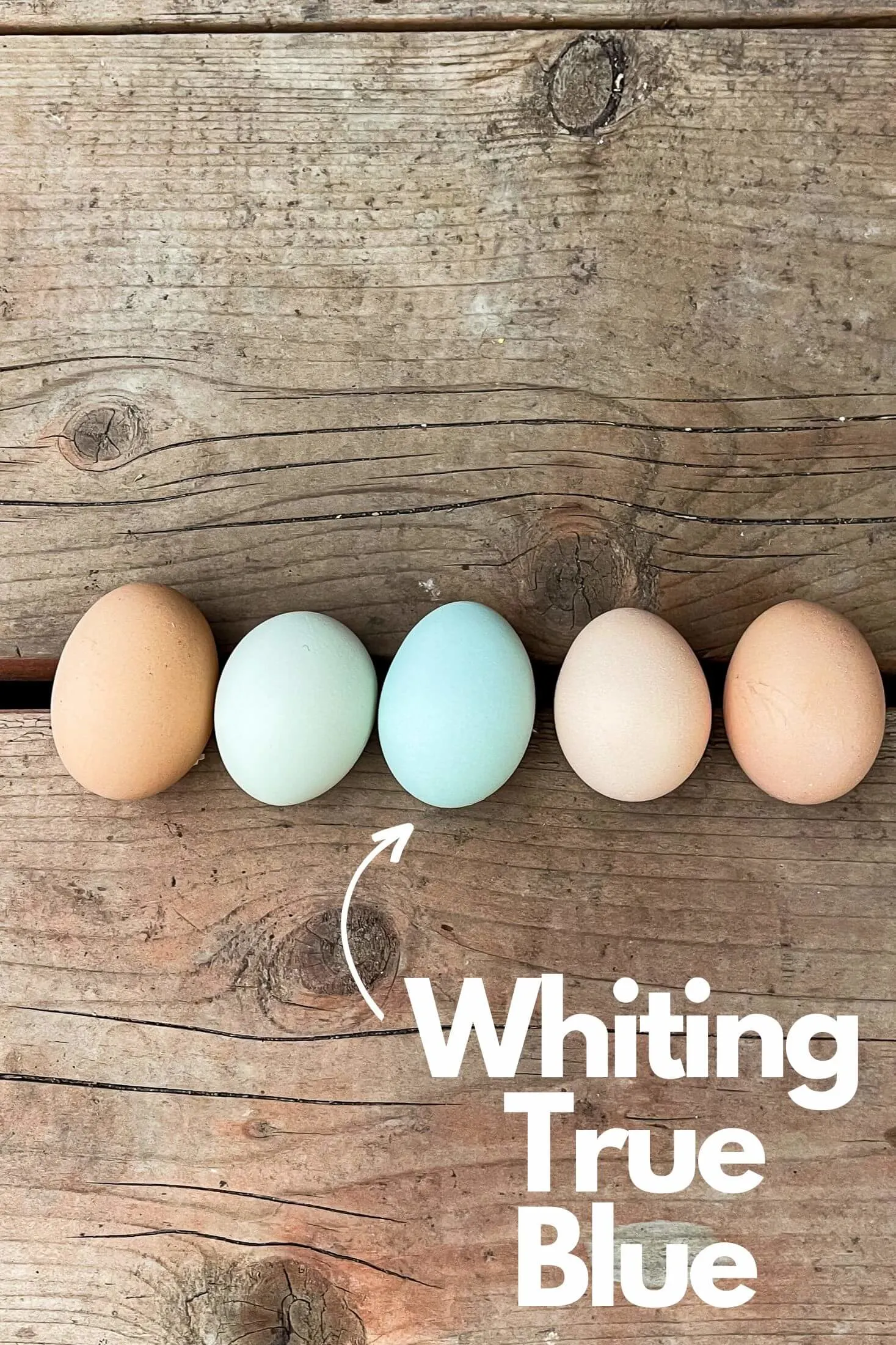 5 colorful eggs arranged on barn board. 