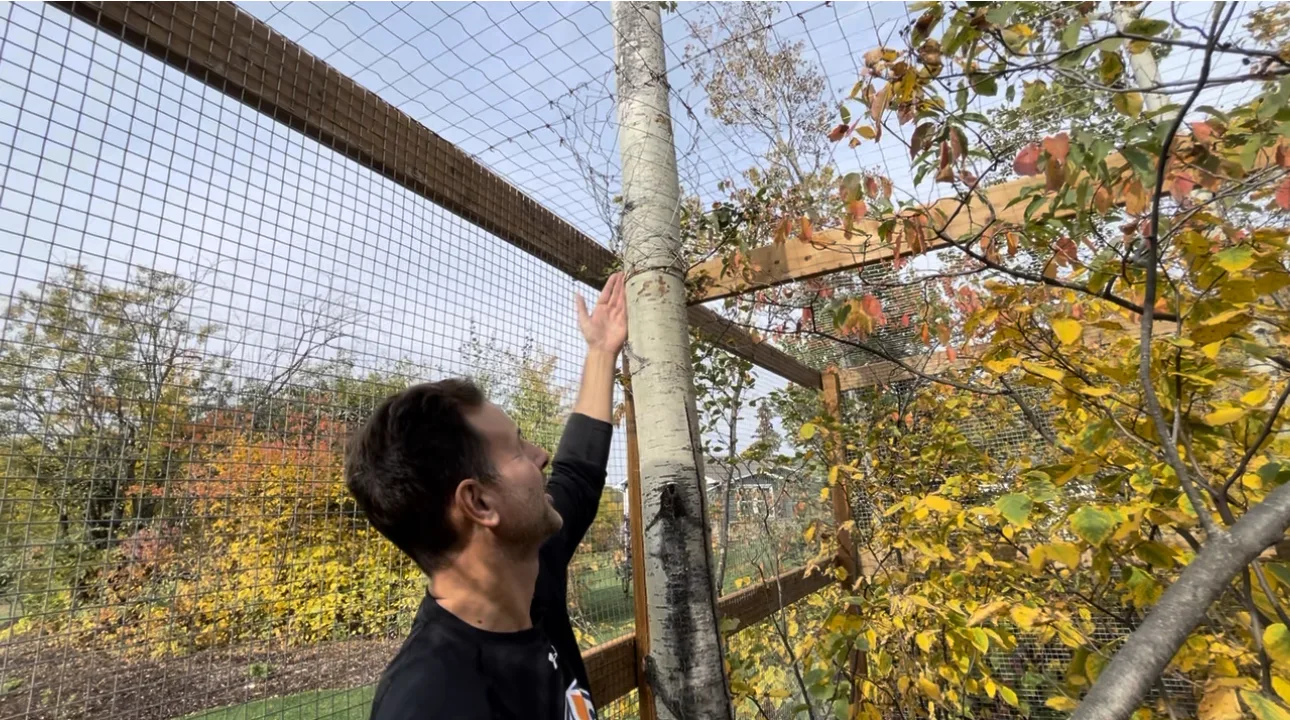 Showing how the tree trunks are wrapped around the mesh. 