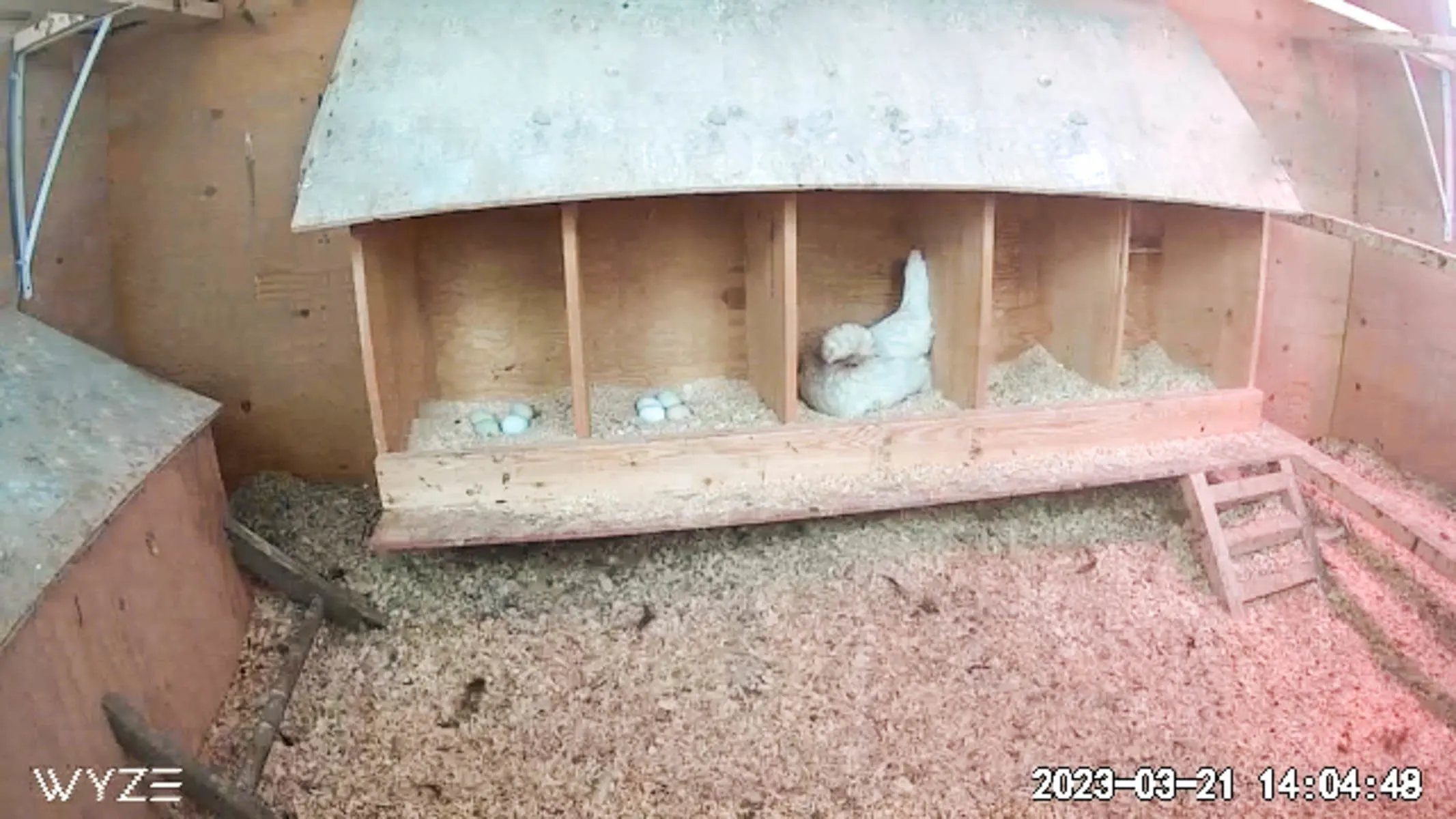 Screen shot of Wyze Camera in the coop. 