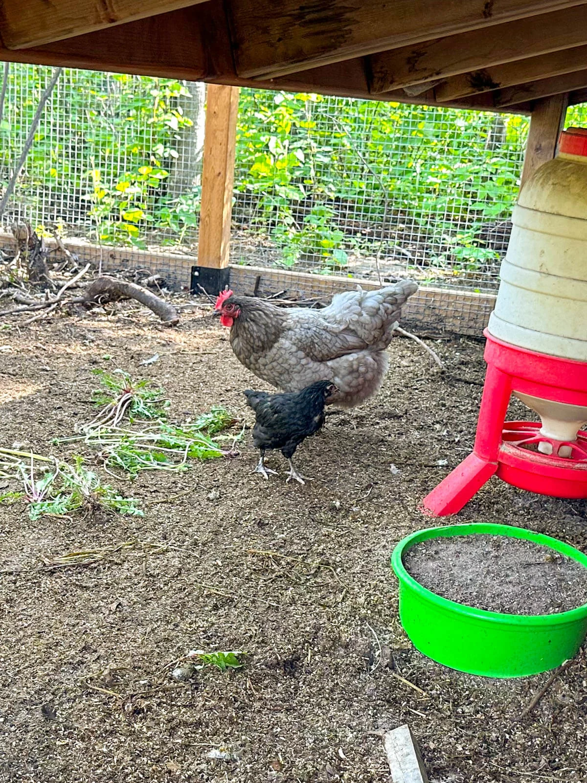 Hen and pullet in chicken run. 