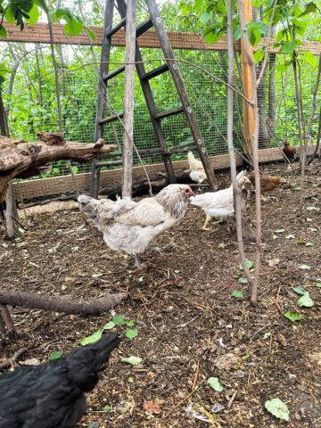 Chickens in forested chicken run.