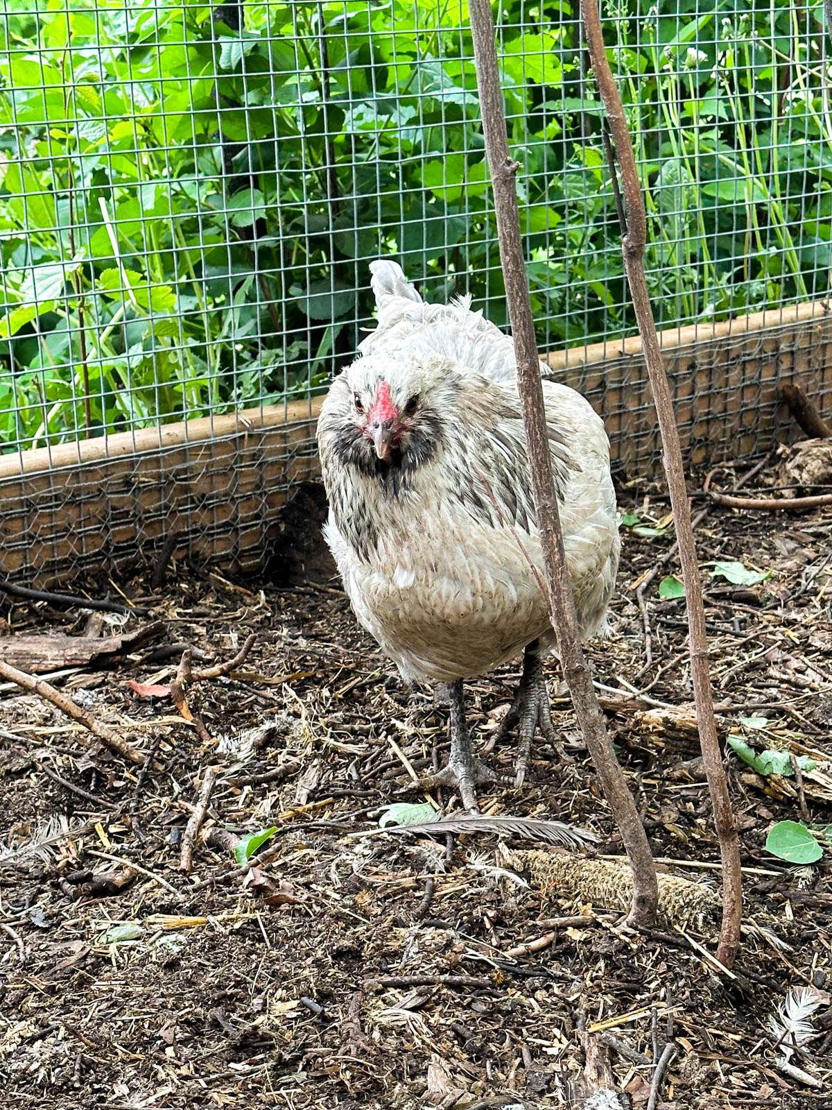 Wondering if cabbage is a safe and nutritious food for your chickens? Learn about the nutritional benefits that cabbage can offer your flock and potential risks associated with feeding it to them. Understanding the benefits and precautions of feeding cabbage to your feathered friends can help you can make informed choices about their diet and ensure their overall well-being. Learn more about feeding your chickens cabbage and discover other wholesome treats for your beloved flock!