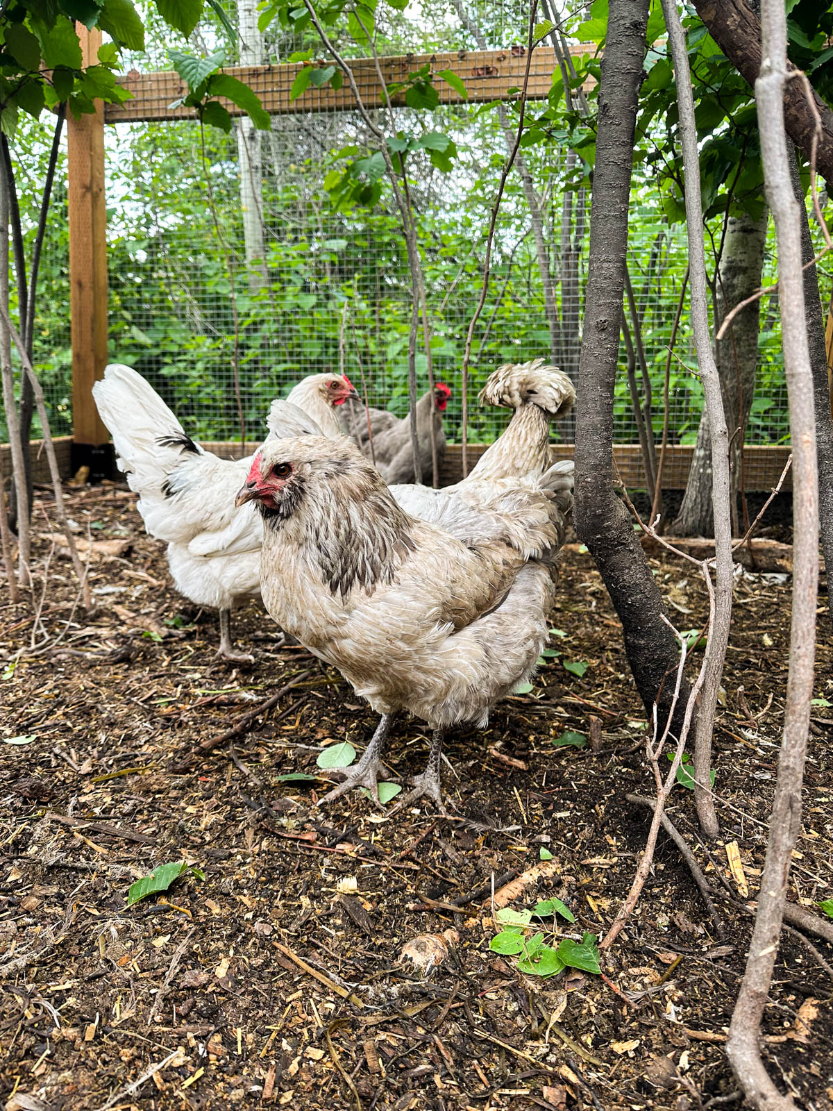 Chickens in a forested run.