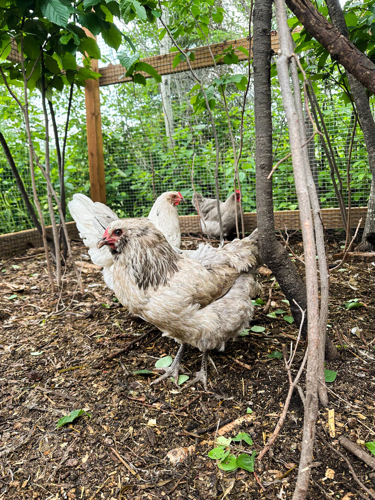 Olive egger in a chicken run.