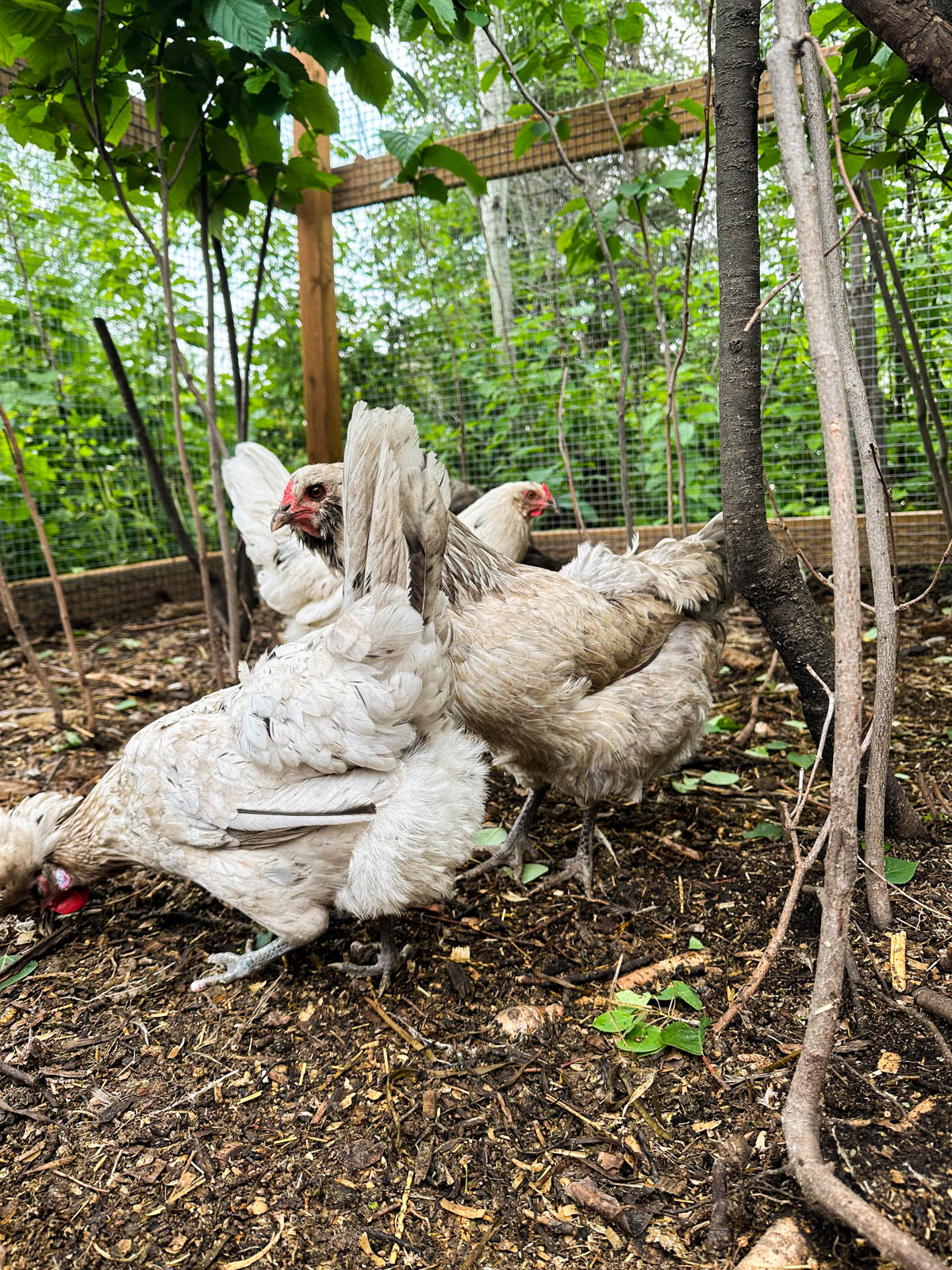 Grey and white hens in chicken run. 
