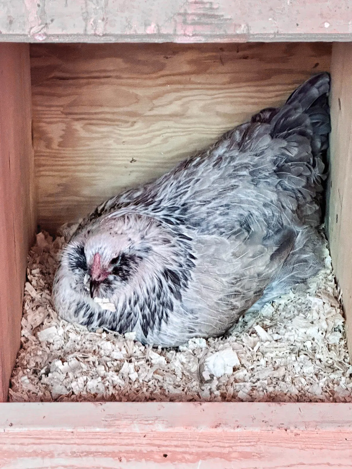 Olive egger in nesting box. 