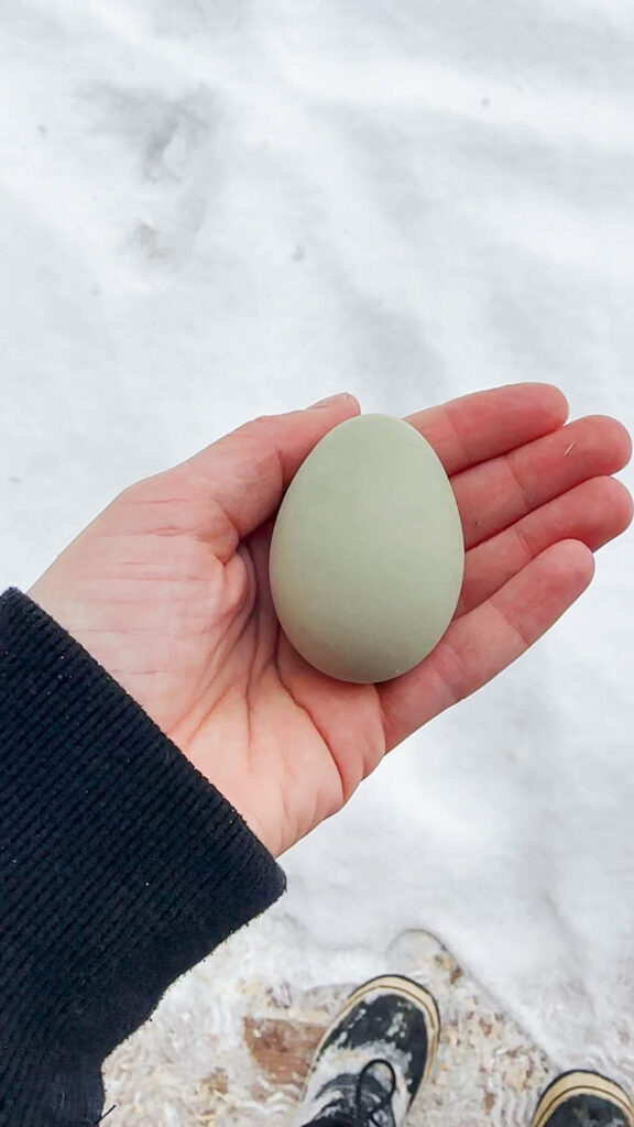 Olive egg in hand. 