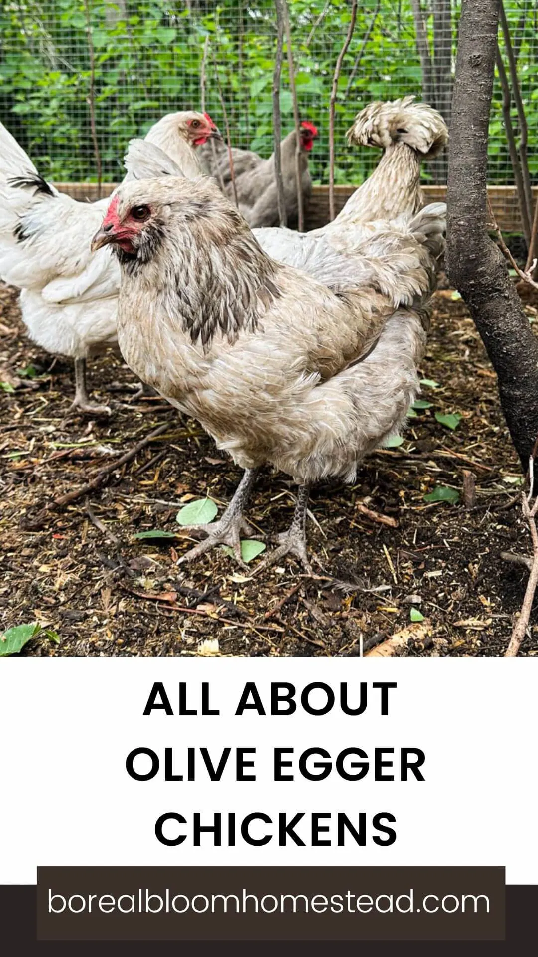 Chickens with text overlay: All about olive egger chickens.