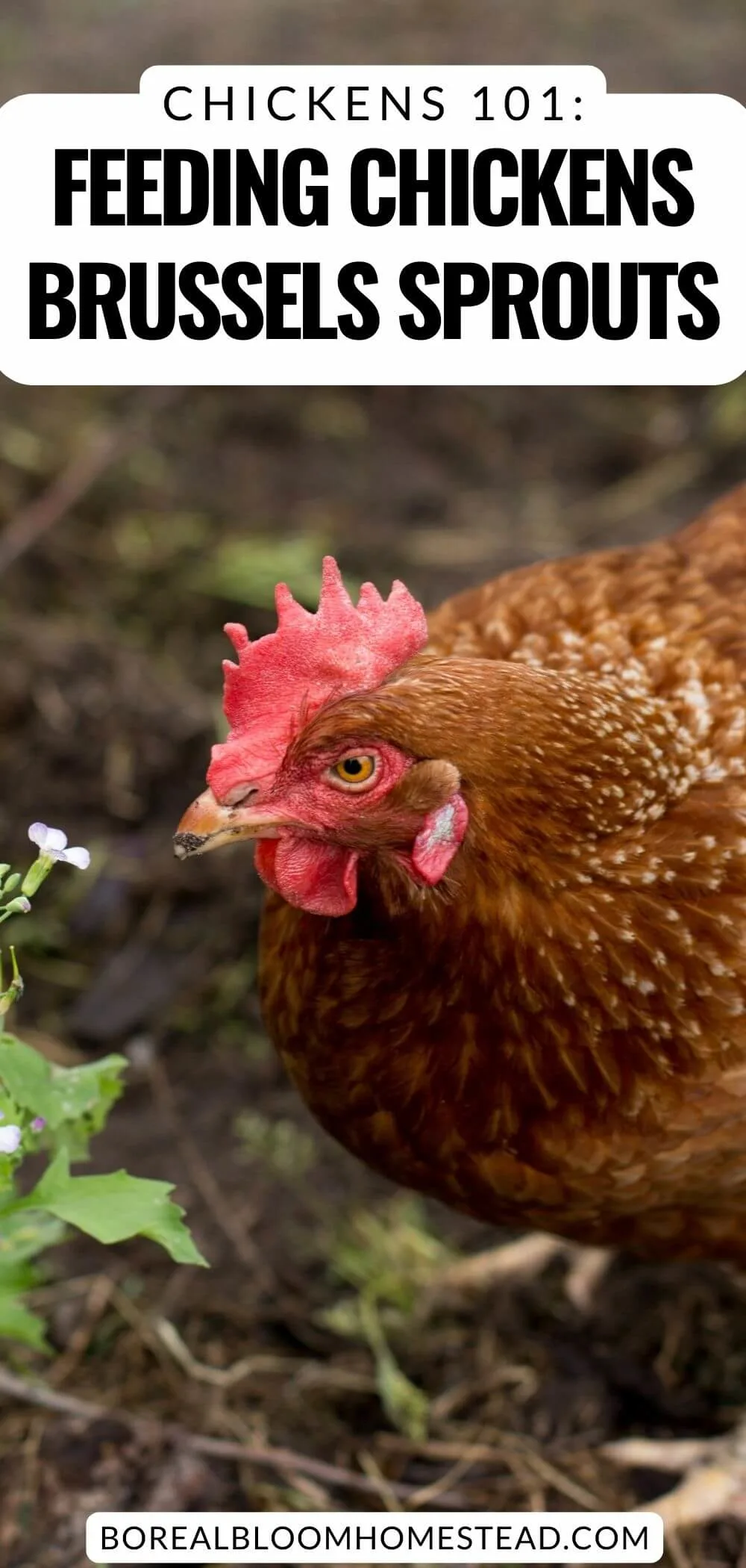 Chicken pecking a leaf. 
