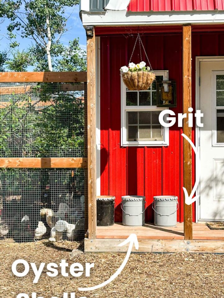 7 Ways to Keep Chickens' Water From Freezing Boreal Bloom Homestead