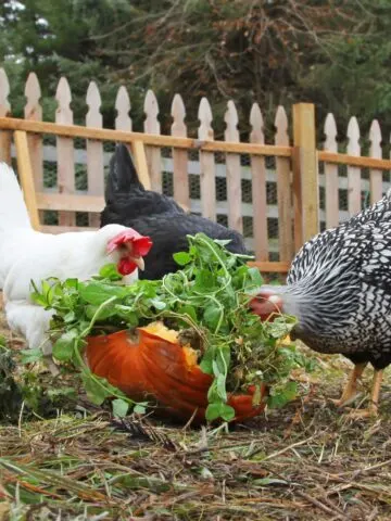 Chickens eating.
