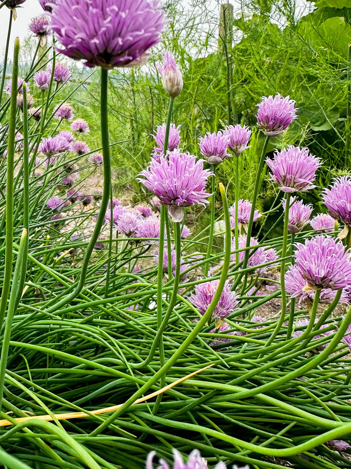 Chive flowers. 