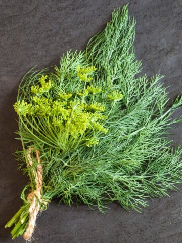 Sprig of dill tied with twine.