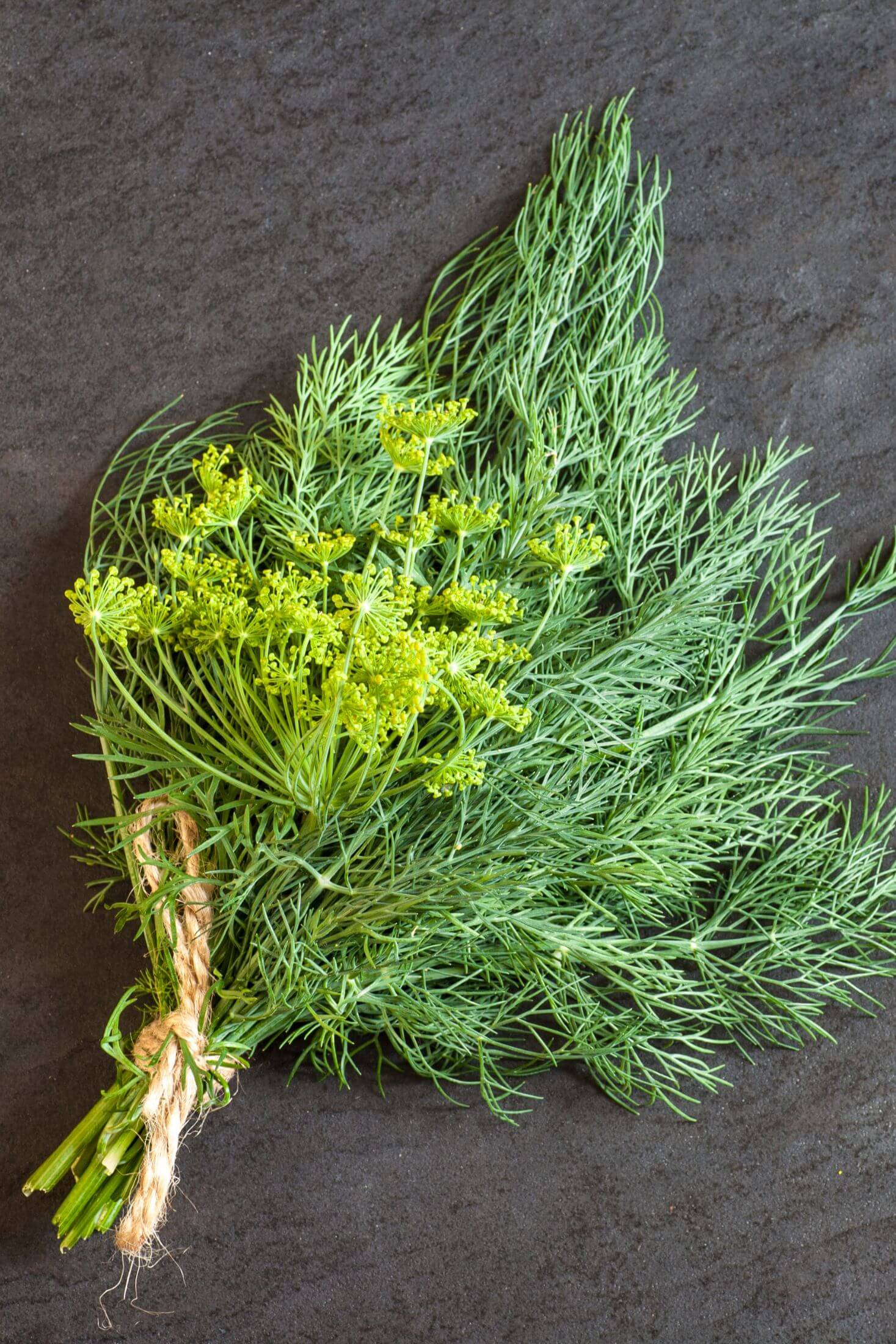 Bunch of dill tied with twine. 