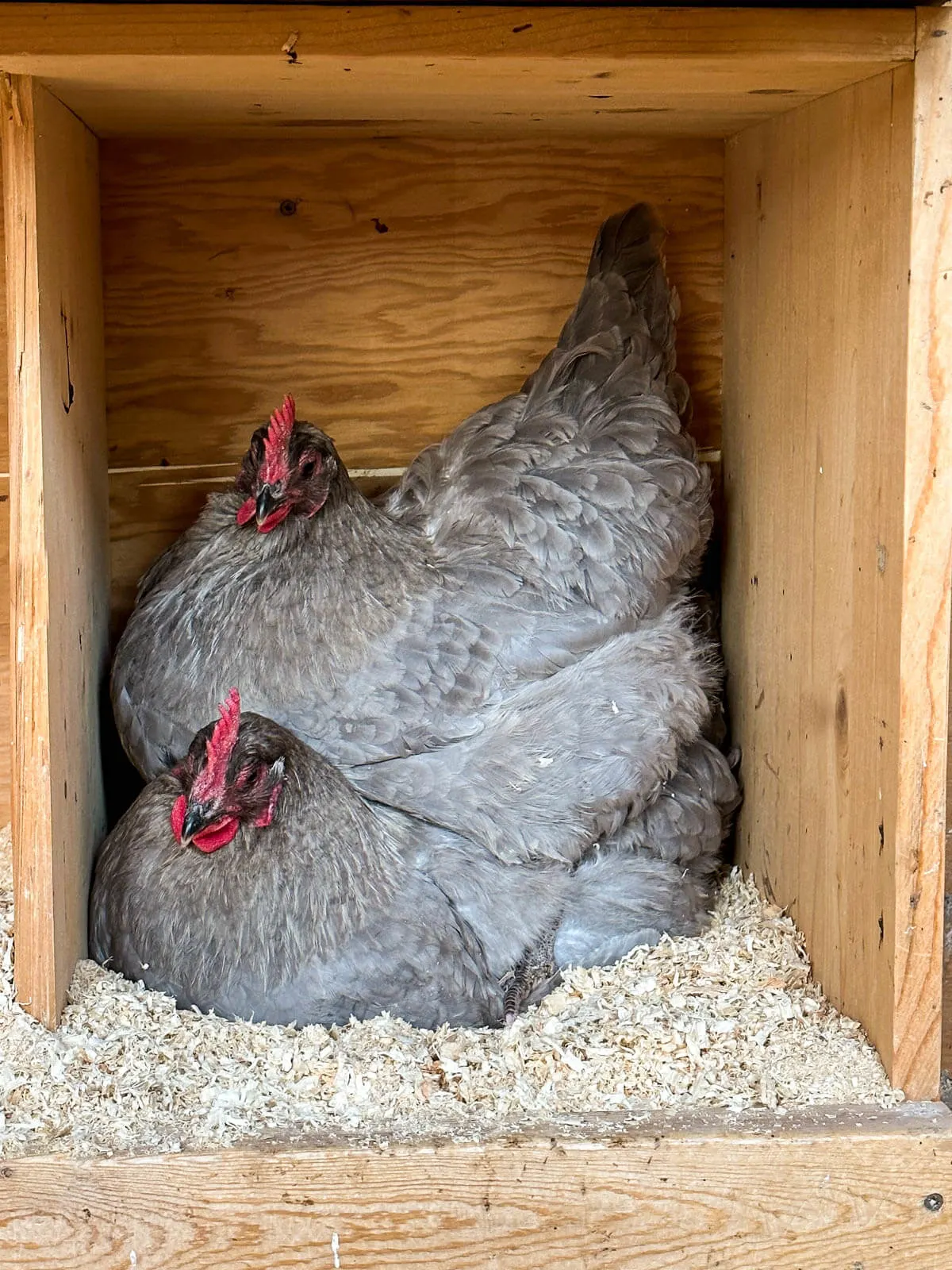 Two lavender opingtons in a nesting box. 