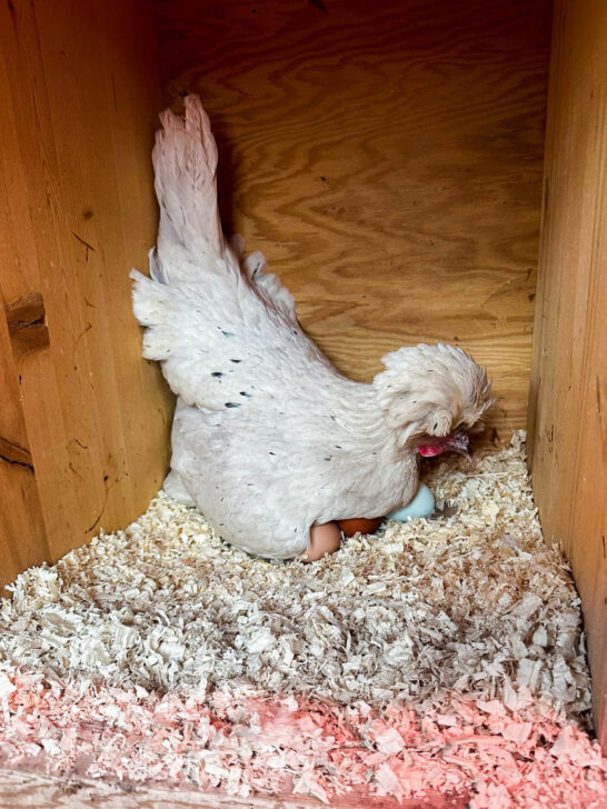 Polish hen sitting on multiple eggs.