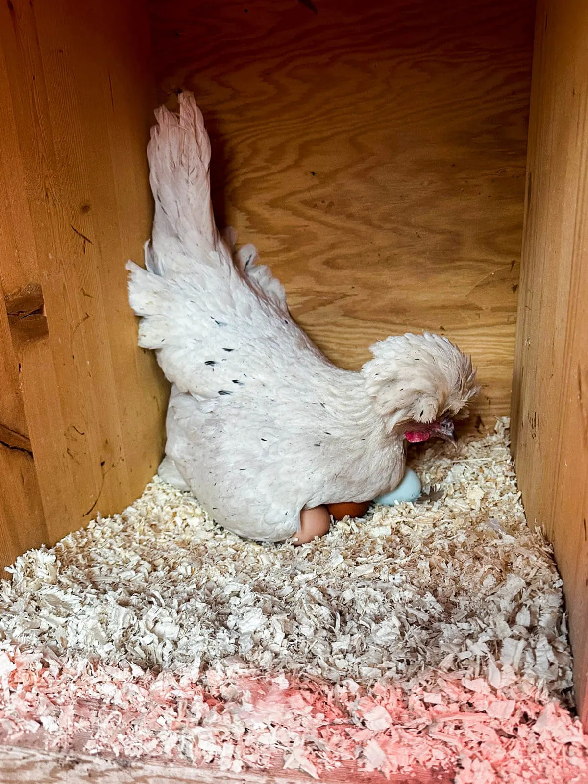 Polish hen sitting on multiple eggs. 