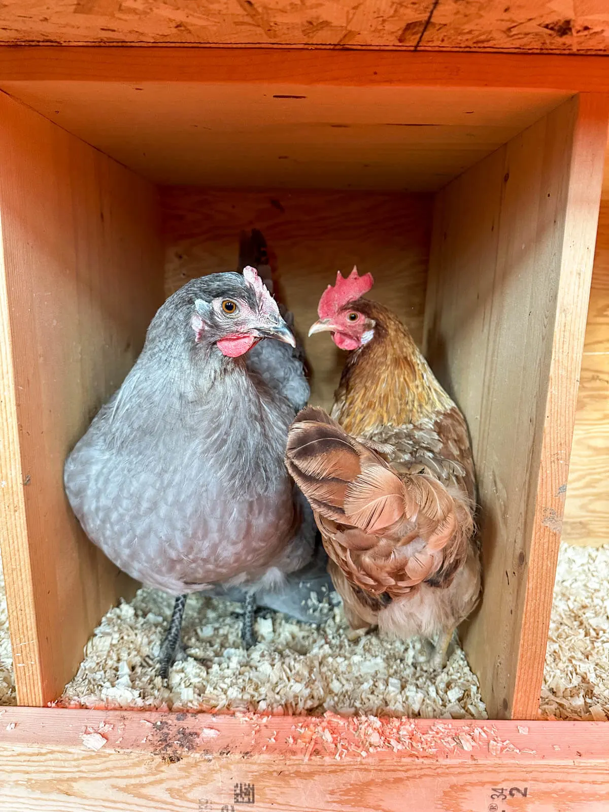Two hens in nesting box. 