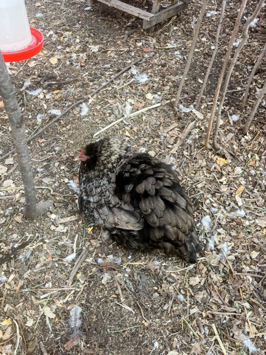 How To Stop A Broody Hen | Boreal Bloom Homestead