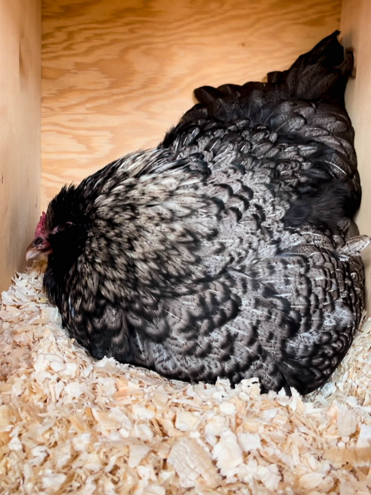 Broody hen in nesting box. 