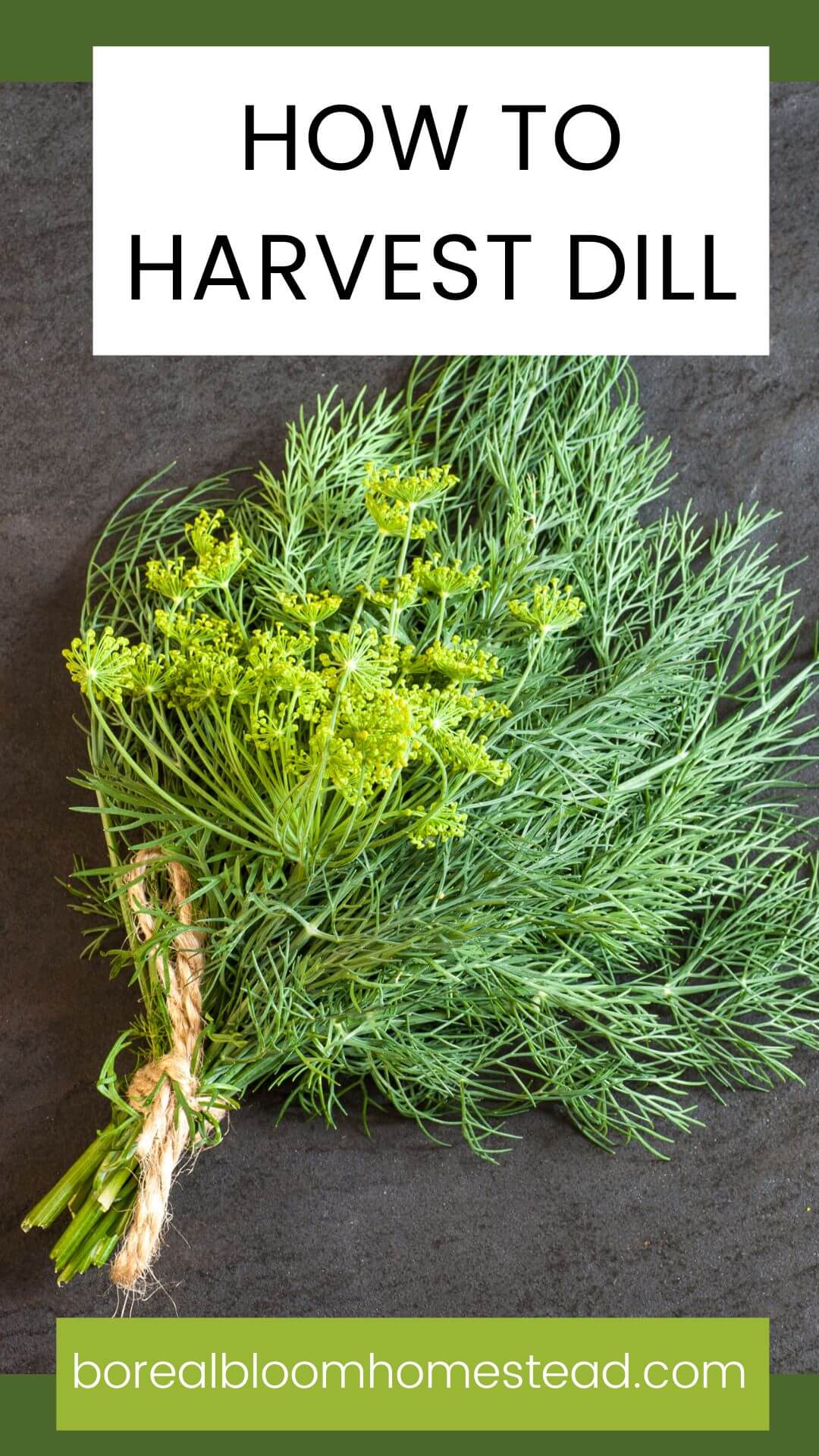 Sprig of dill with text overlay: how to harvest fresh dill. 