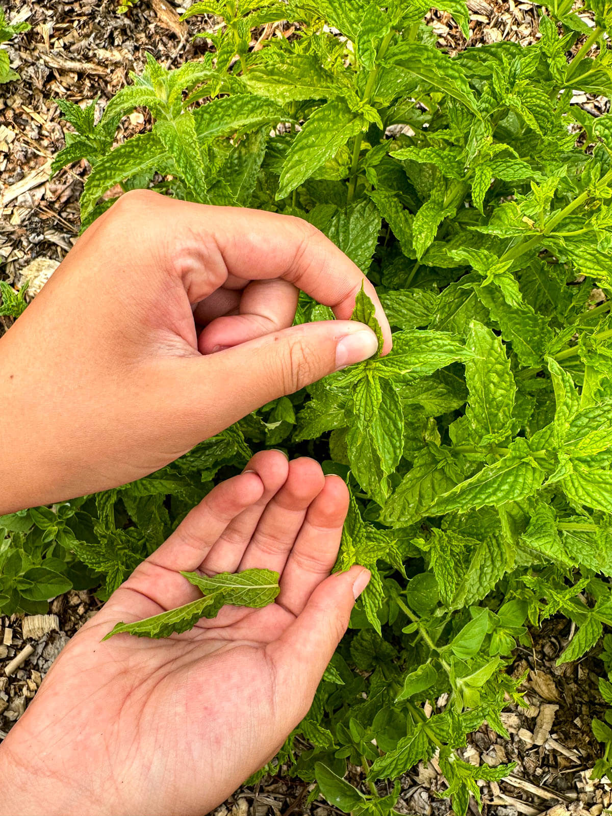 Pinching individual leaves from a mint plant. 