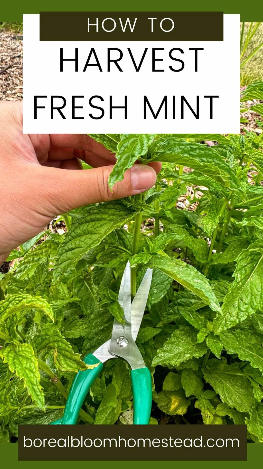 Pinterest graphic text overlay: how to harvest fresh mint.
