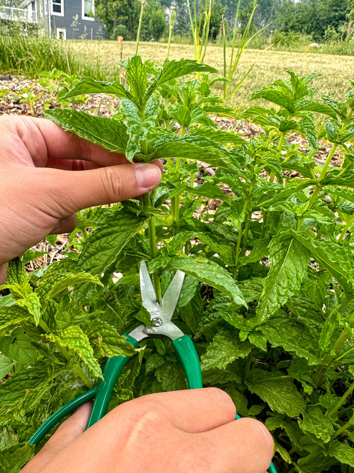 Snipping mint stems with green scissors. 