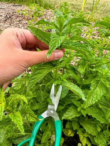 Snipping mint stems with green scissors.