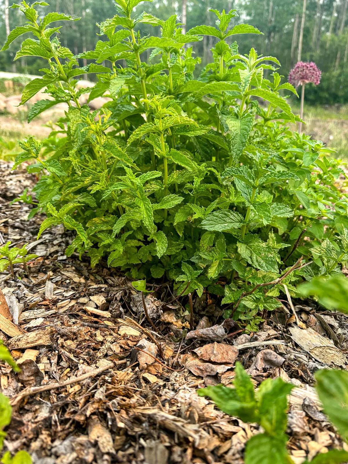Bunching mint plant in food forest. 