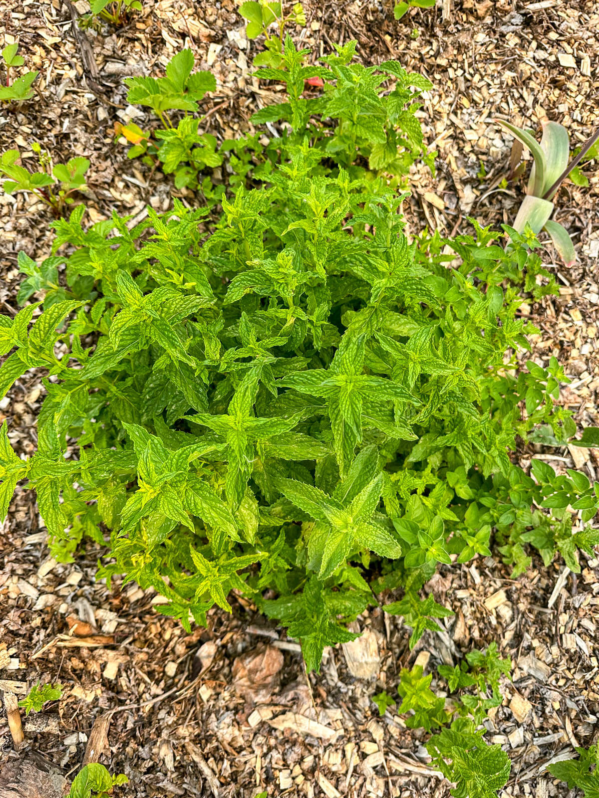 Bountiful mint plant in wood chips. 