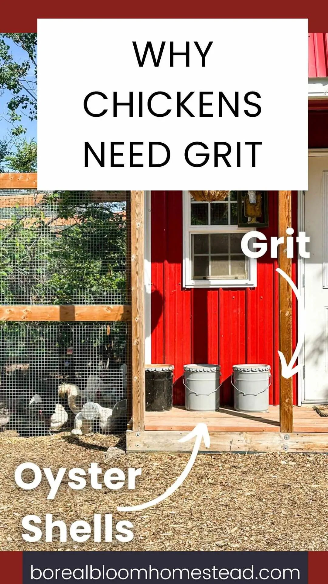 Red barn chicken coop with text overlay - why chickens need grit.