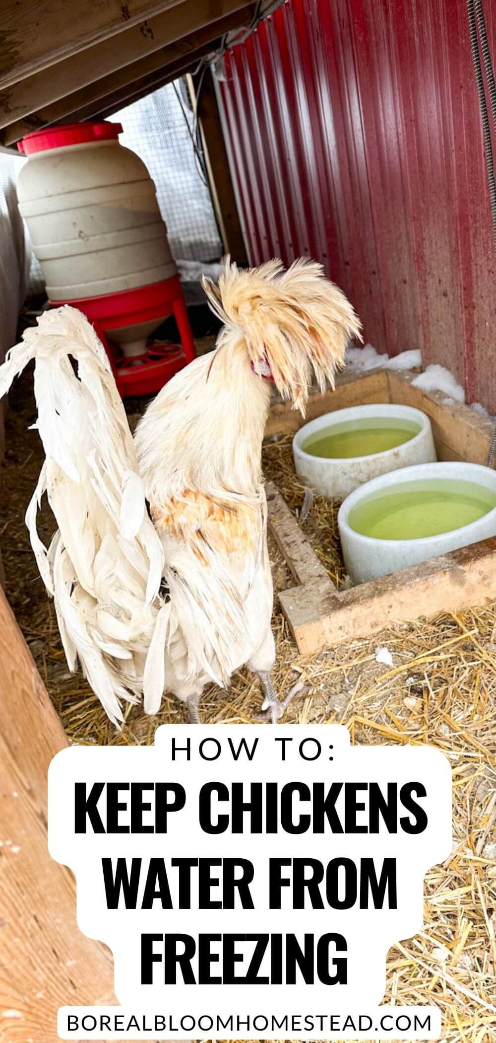 How to keep chickens water from freezing pinterest graphic. 