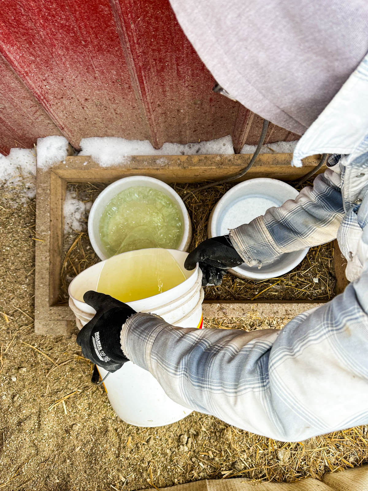 Filling up a heated water dish. 