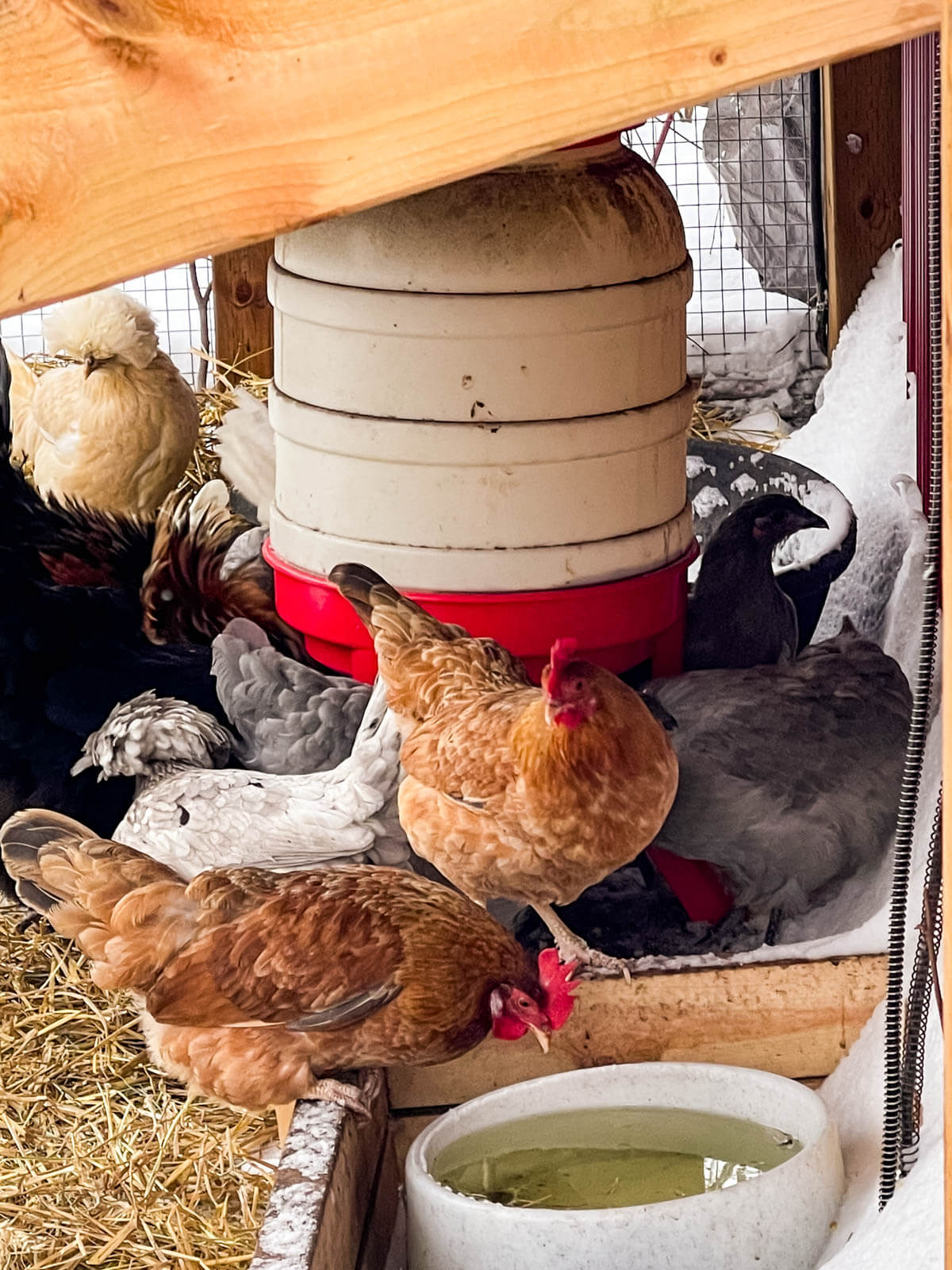 Chickens drinking from heated pet water bowl. 