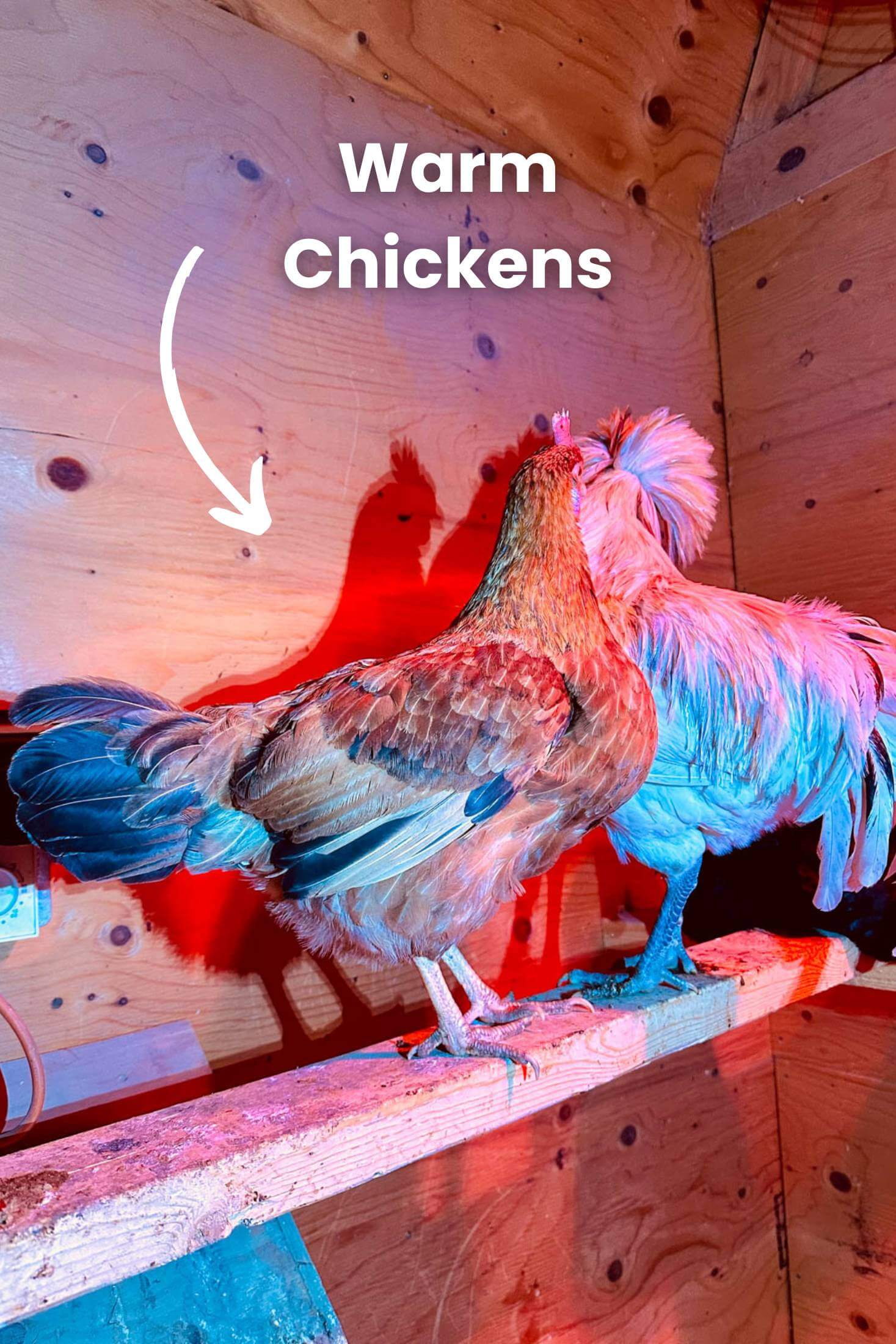 Chickens on roosting bars under heat lamps. 