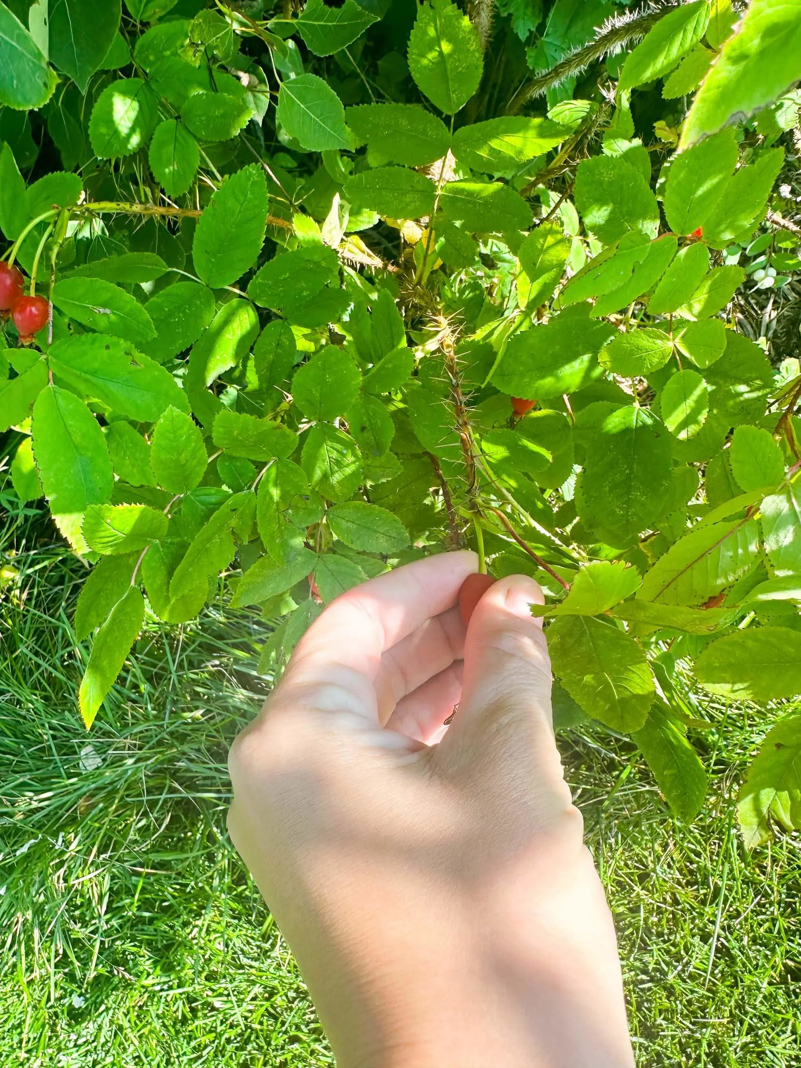 Pulling a rose hip from rose bush. 