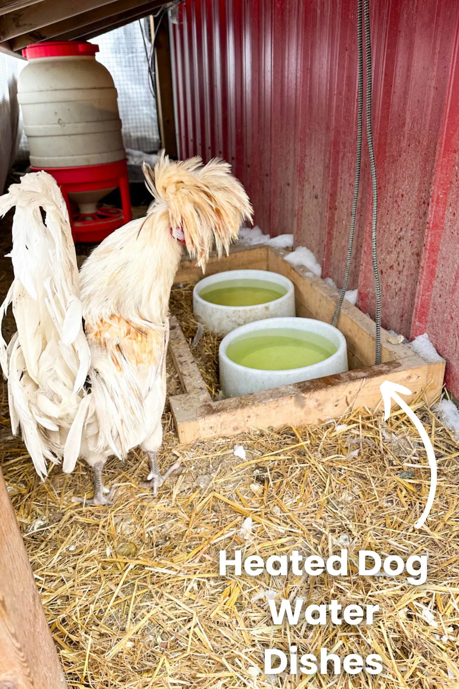 Polish rooster looking at heated dog water dish. 