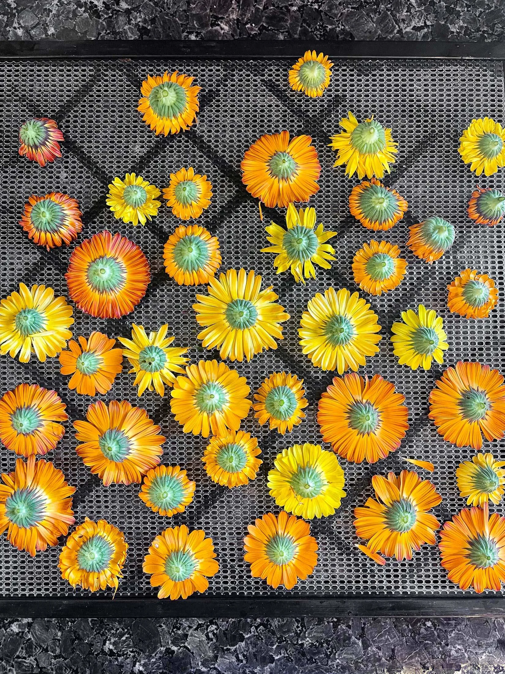 Calendula flowers on a dehydrator tray. 