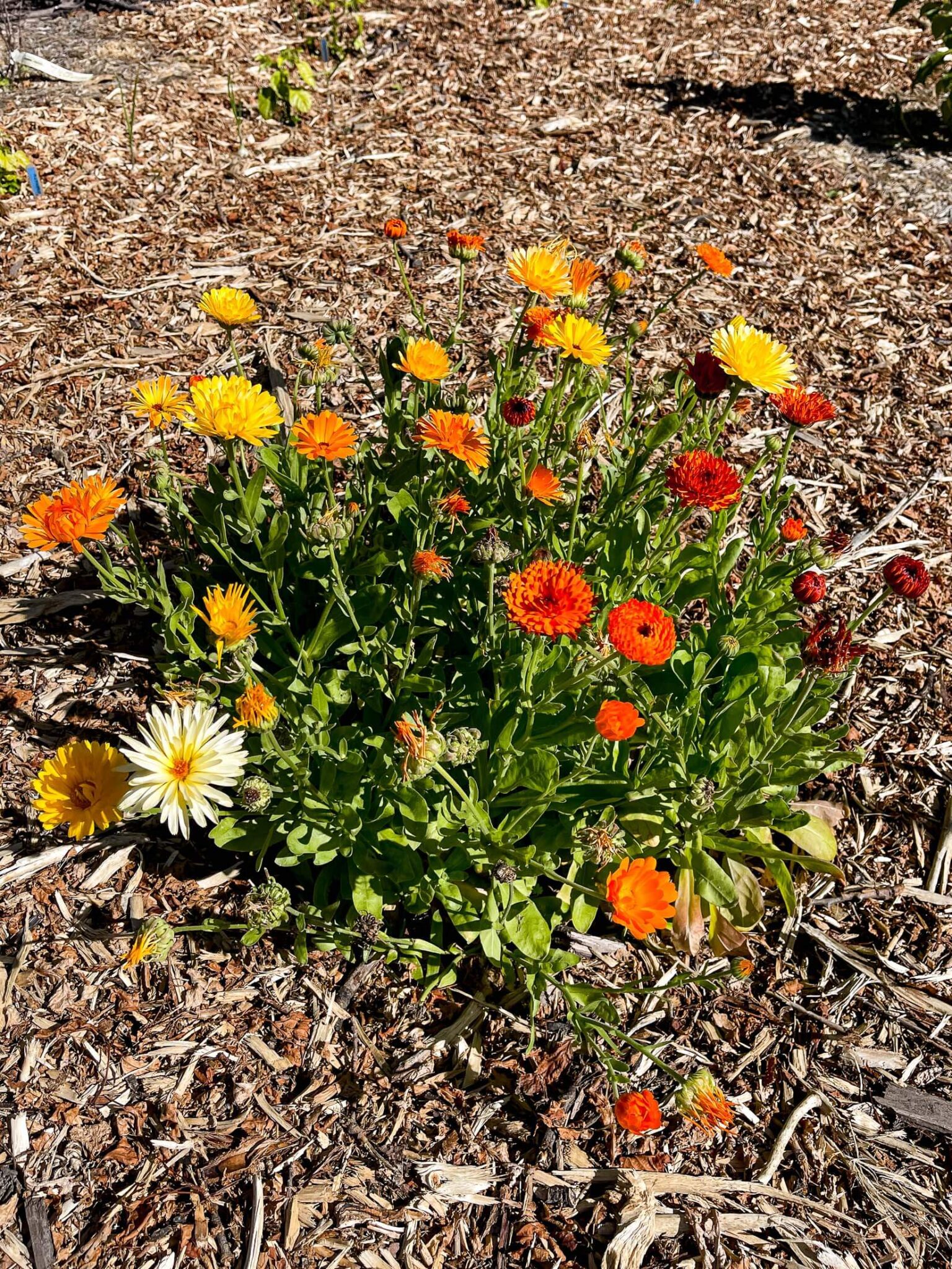 How To Dry Calendula Flowers Boreal Bloom Homestead