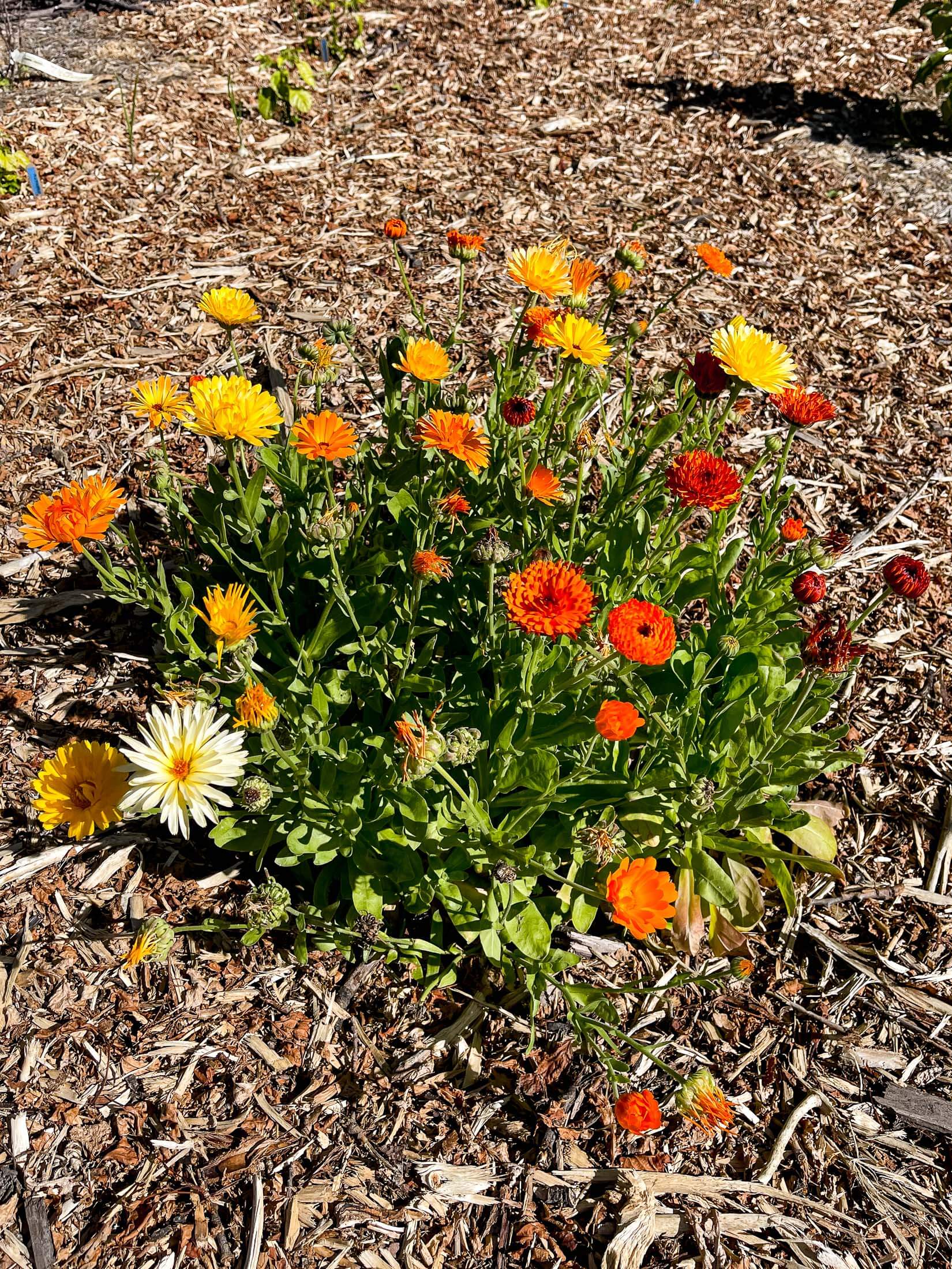 Calendula patch in food forest. 