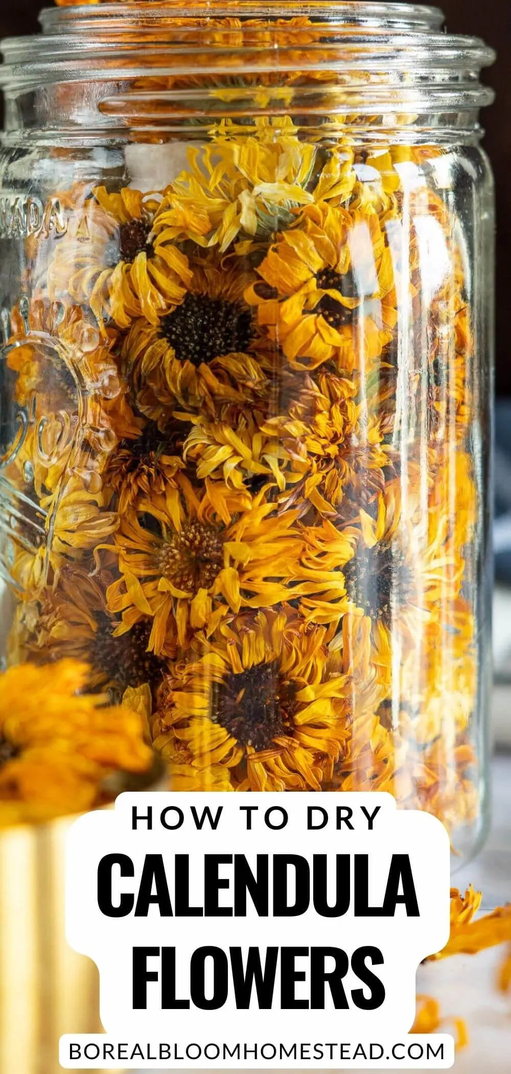 How to dry calendula flowers pinterest graphic. 