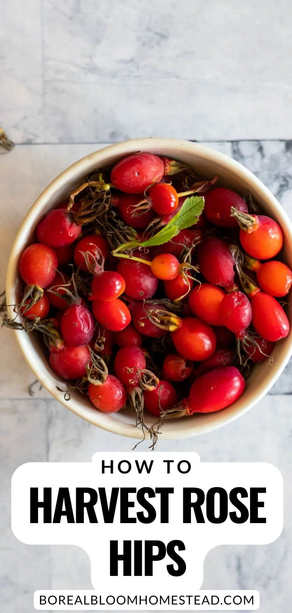 How to harvest rose hips pinterest graphic.