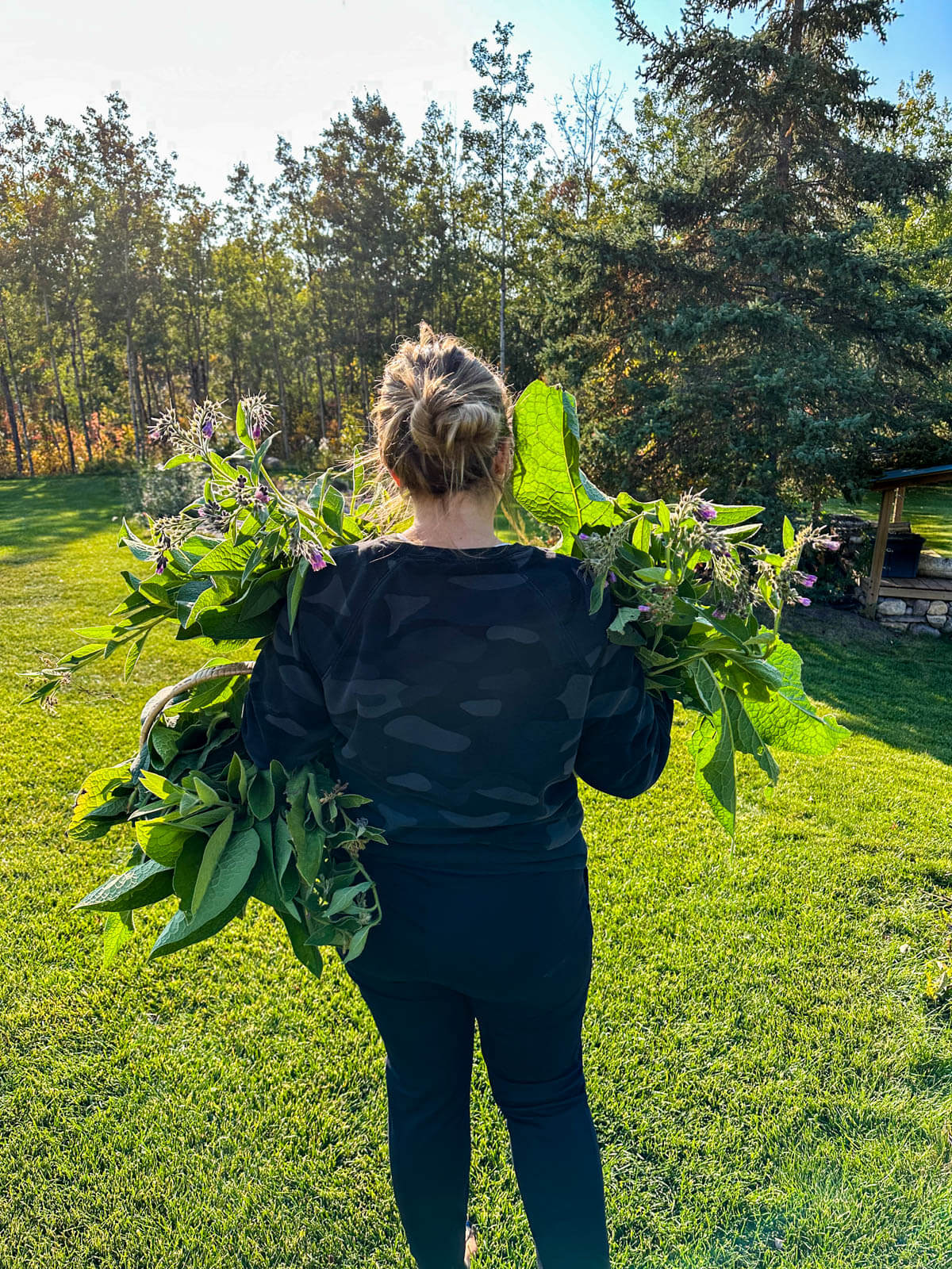 Woman carrying a huge harvest of comfrey. 