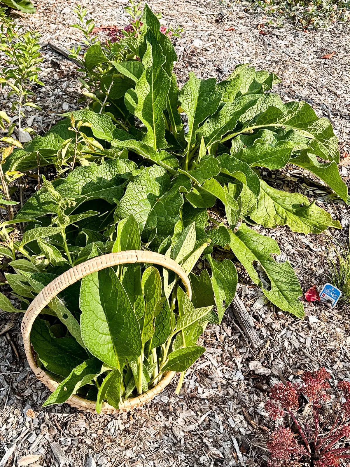 Basket of comfrey leaves near a large comfrey plant.