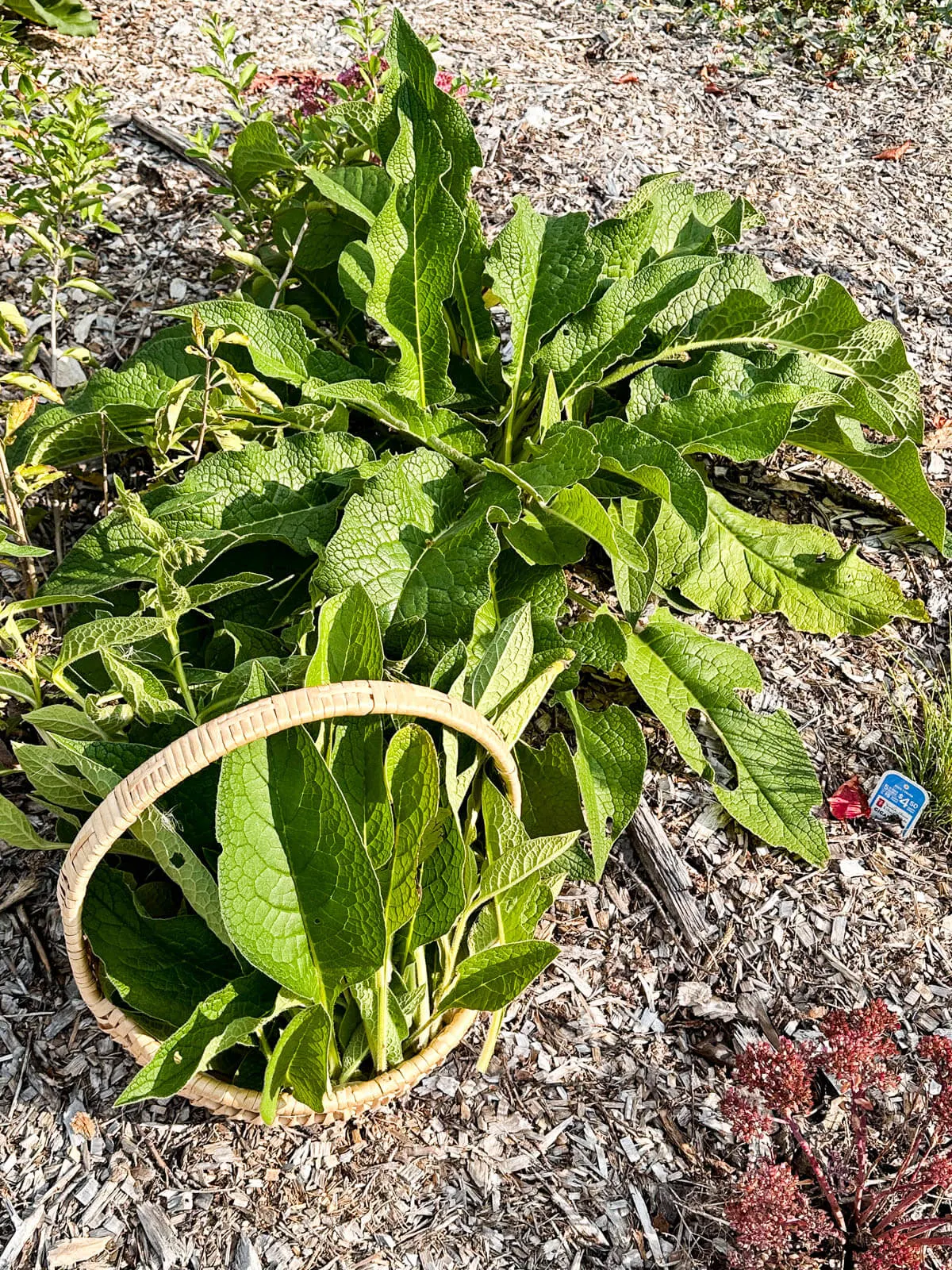 Basket of comfrey leaves near a large comfrey plant. 